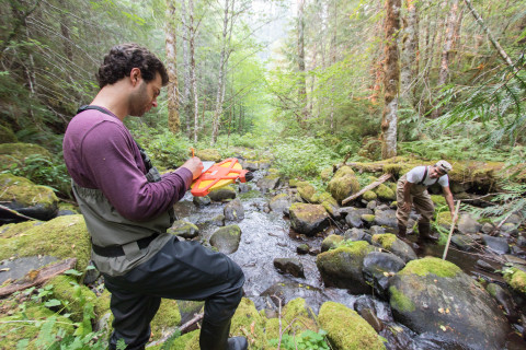 Mack Creek Vertebrates Study 2021