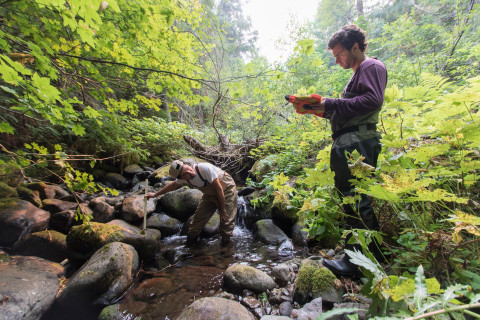 Mack Creek Vertebrates Study 2021