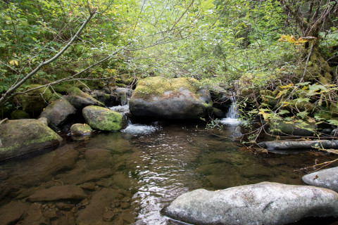 Mack Creek Vertebrates Study 2021