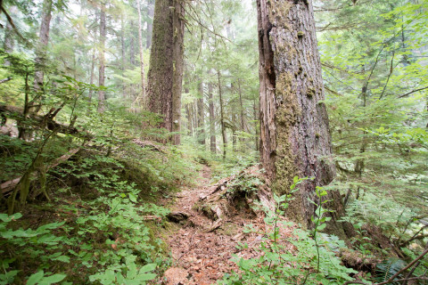 Mack Creek Vertebrates Study 2021