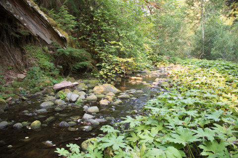Pacific Northwest Permanent Sample Plot Program, Field work 2021