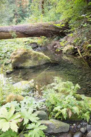 Pacific Northwest Permanent Sample Plot Program, Field work 2021