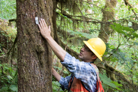 Pacific Northwest Permanent Sample Plot Program, Field work 2021