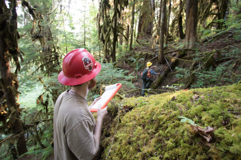 Pacific Northwest Permanent Sample Plot Program, Field work 2021