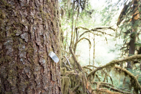Pacific Northwest Permanent Sample Plot Program, Field work 2021