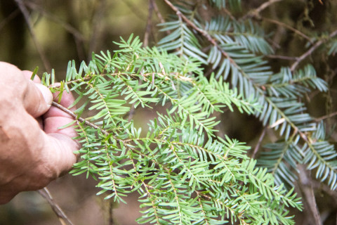 Pacific Northwest Permanent Sample Plot Program, Field work 2021