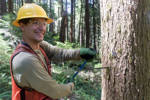 Tree growth and survival: the influence of disturbance and elevation