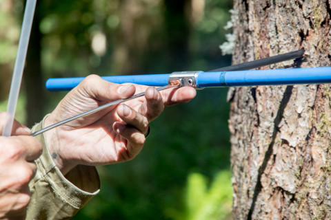 Tree growth and survival: the influence of disturbance and elevation