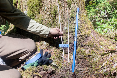 Tree growth and survival: the influence of disturbance and elevation