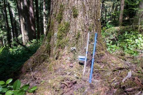 Tree growth and survival: the influence of disturbance and elevation
