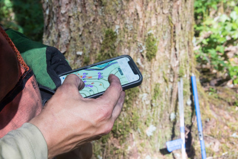 Tree growth and survival: the influence of disturbance and elevation