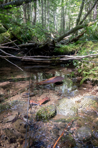 Drought dewatering experiment 2022