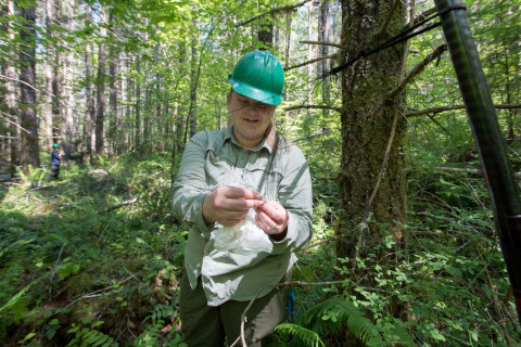Bird population study and bird banding