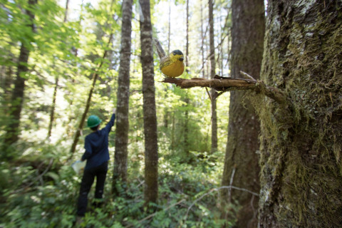 Bird population study and bird banding