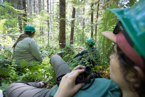 Bird population study and bird banding