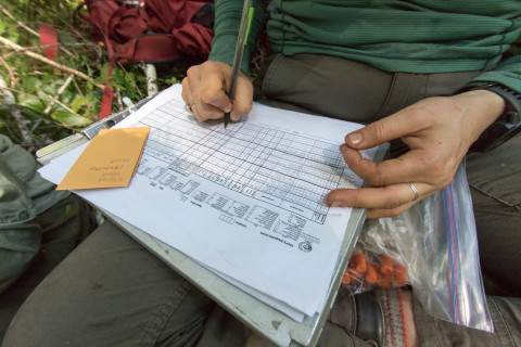 Bird population study and bird banding