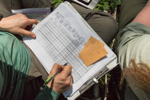 Bird population study and bird banding