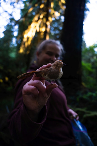 Bird population study and bird banding