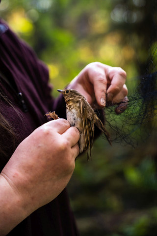 Bird population study and bird banding