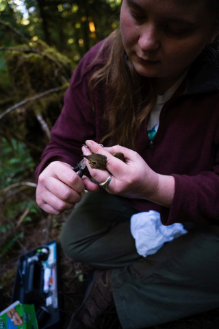 Bird population study and bird banding