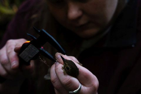 Bird population study and bird banding