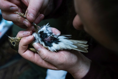 Bird population study and bird banding
