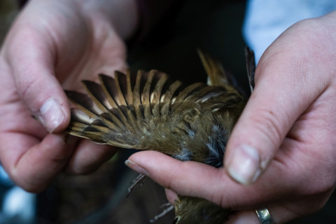 Bird population study and bird banding