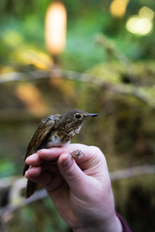 Bird population study and bird banding