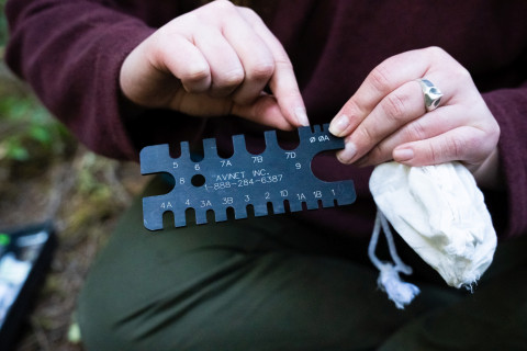 Bird population study and bird banding