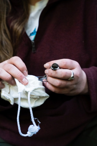 Bird population study and bird banding