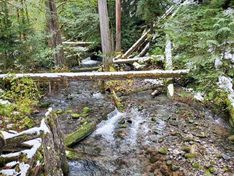 Lookout Creek isotope sampling