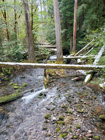 Lookout Creek isotope sampling