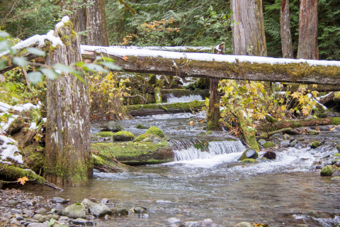 Lookout Creek isotope sampling