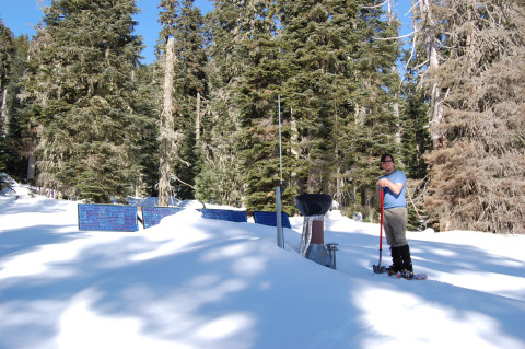 Vanilla Leaf Meadow during April 2008 snow event