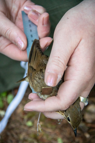 Bird Banding Spring 2023