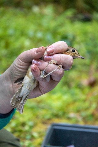 Bird Banding Spring 2023