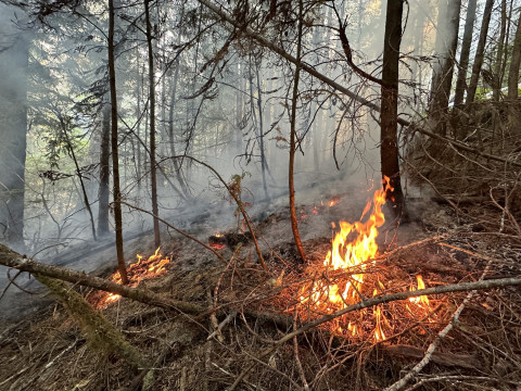 Lookout Fire 2023