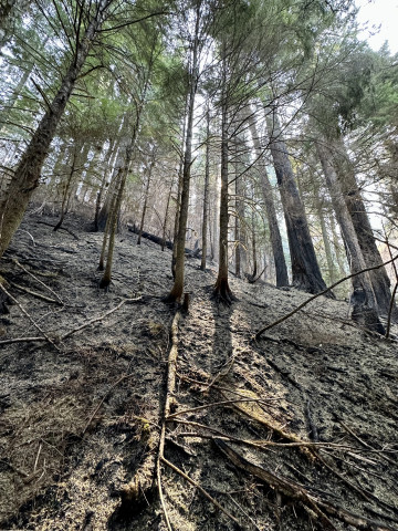 Lookout Fire 2023