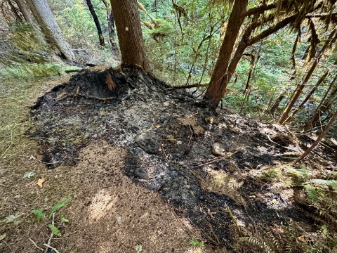 Lookout Fire 2023