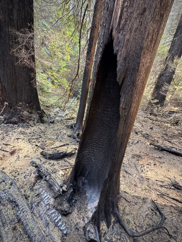Lookout Fire 2023