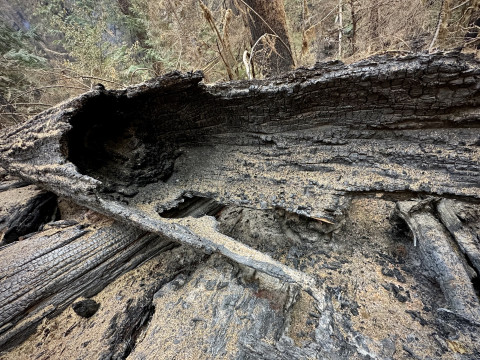 Lookout Fire 2023