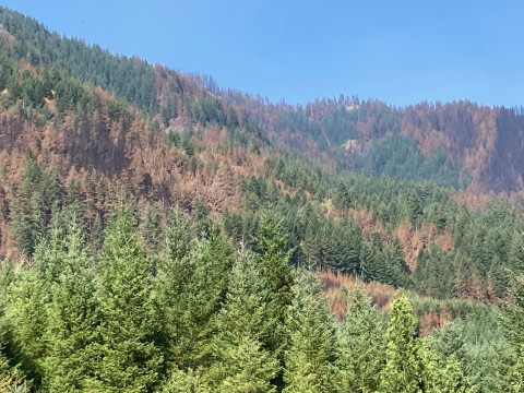 Lookout Fire 2023