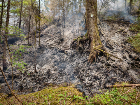 Lookout Fire 2023