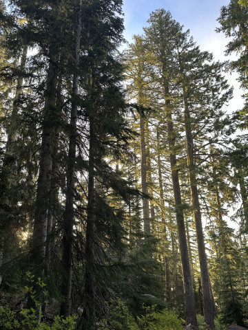 Morning light on Carpenter Mountain Trail.