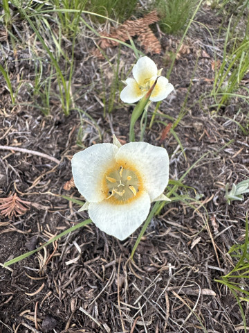 Calochortus