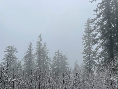 Early spring fog