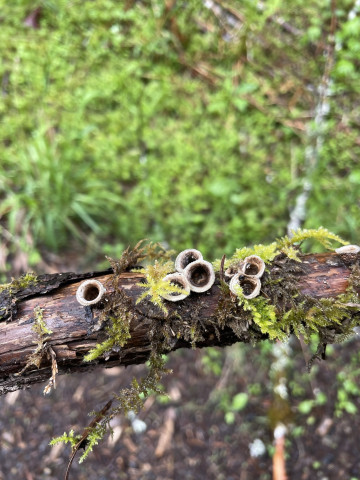 Bird's nest fungus