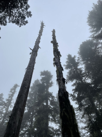 Snags in the fog