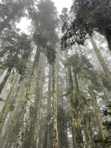 Lookout Fog