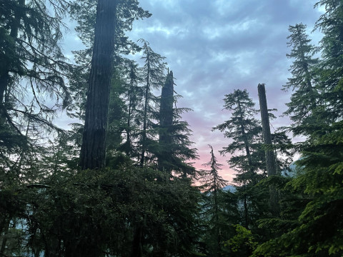 Sunrise in the old-growth